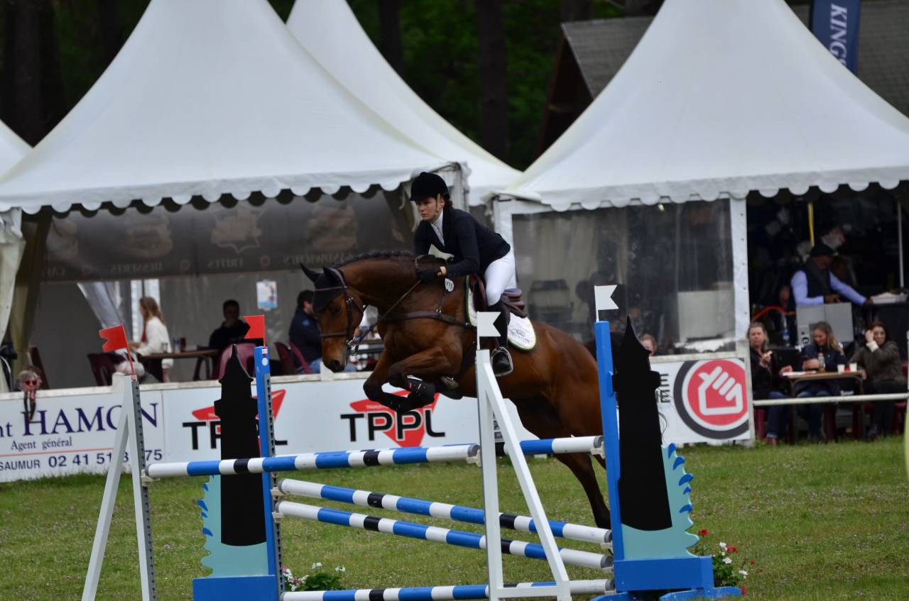 Castrone Sella Francese In vendita 2016 Baio ,  CANTURO