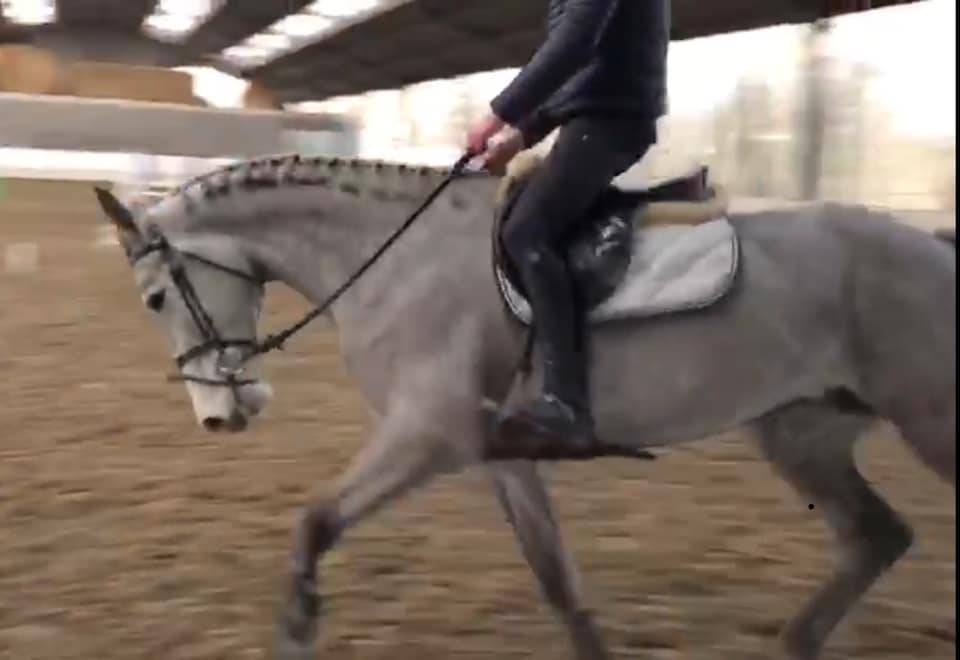 Cavalla Zangersheide In vendita 2012 Grigio ,  CORLAND