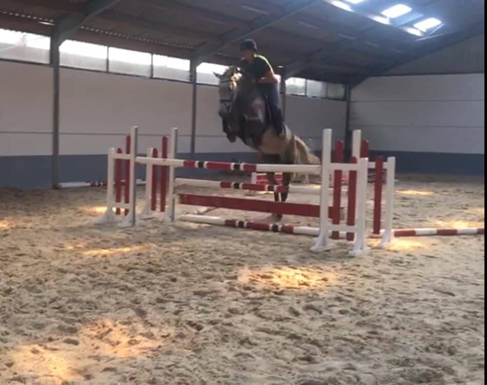 Cavalla Zangersheide In vendita 2012 Grigio ,  CORLAND