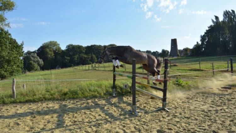 Cavalla Zangersheide In vendita 2012 Grigio ,  CORLAND