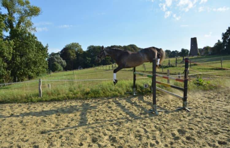 Cavalla Zangersheide In vendita 2012 Grigio ,  CORLAND