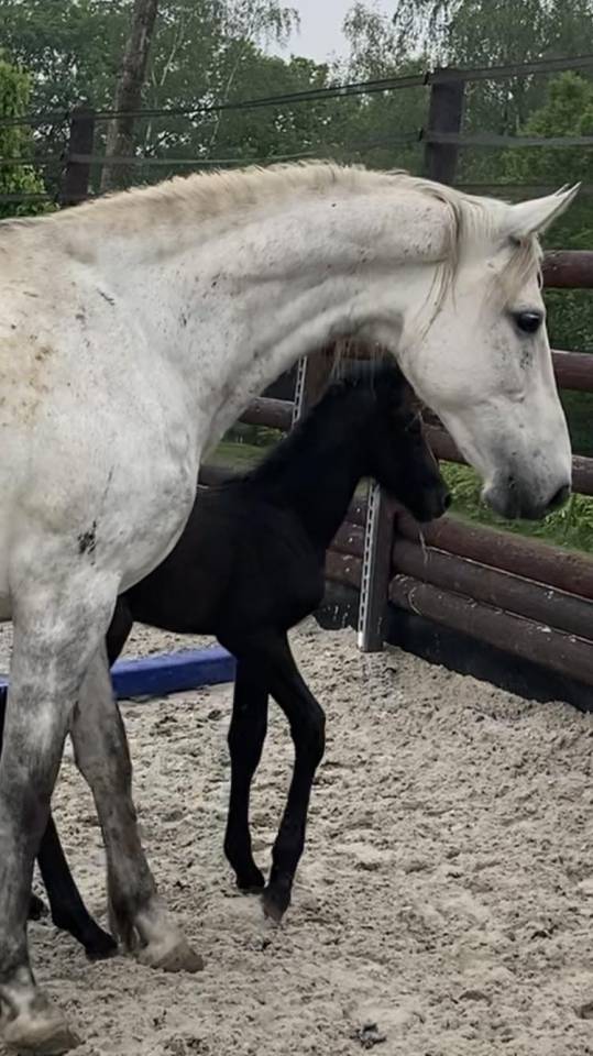 Cavalla Zangersheide In vendita 2012 Grigio ,  CORLAND