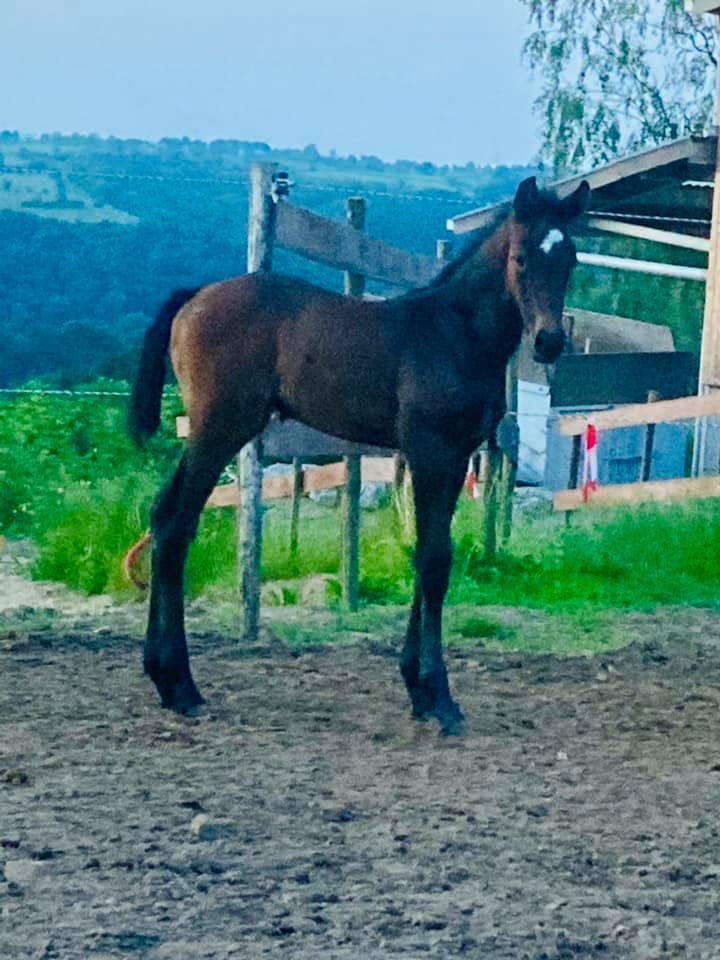 Cavalla Zangersheide In vendita 2012 Grigio ,  CORLAND