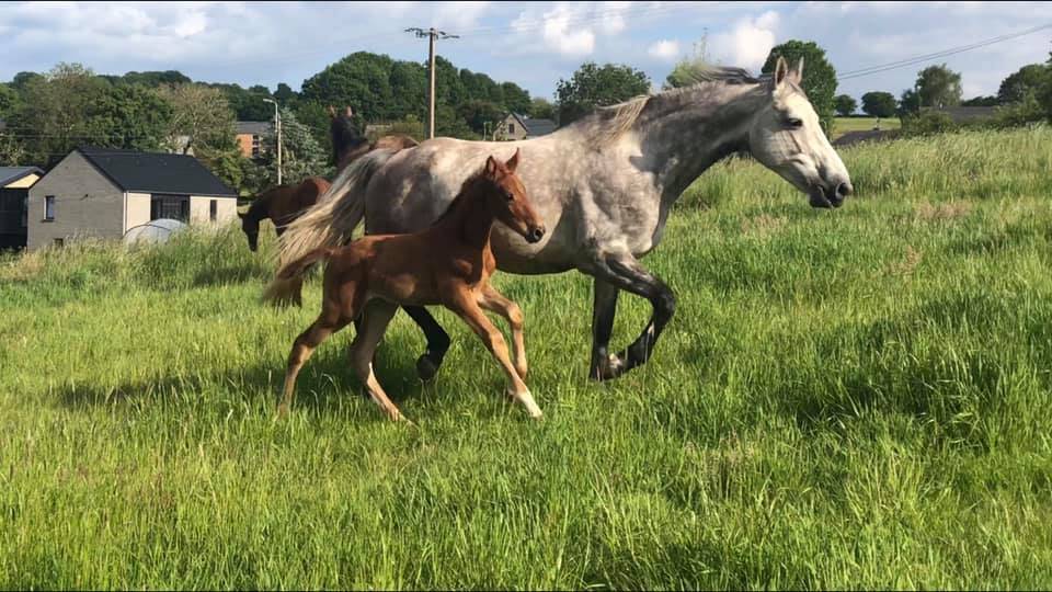 Cavalla Zangersheide In vendita 2012 Grigio ,  CORLAND