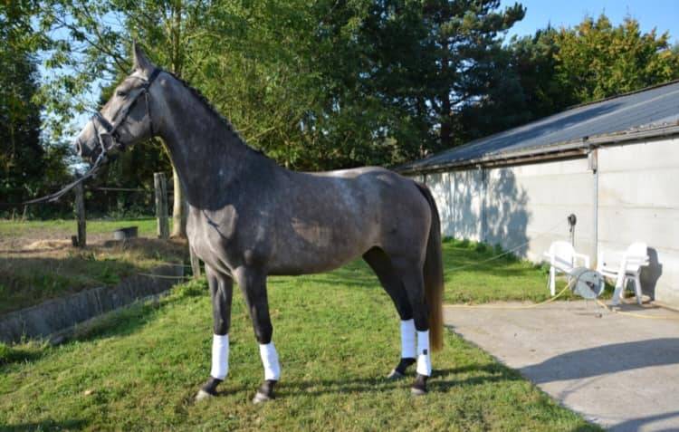 Cavalla Zangersheide In vendita 2012 Grigio ,  CORLAND