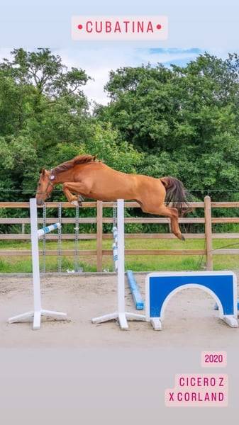 Cavalla Zangersheide In vendita 2012 Grigio ,  CORLAND