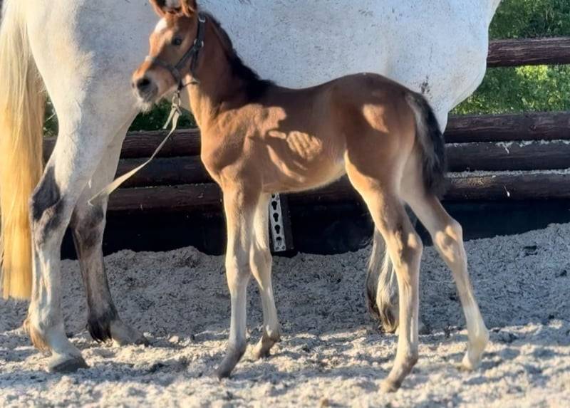 Cavalla Zangersheide In vendita 2012 Grigio ,  CORLAND