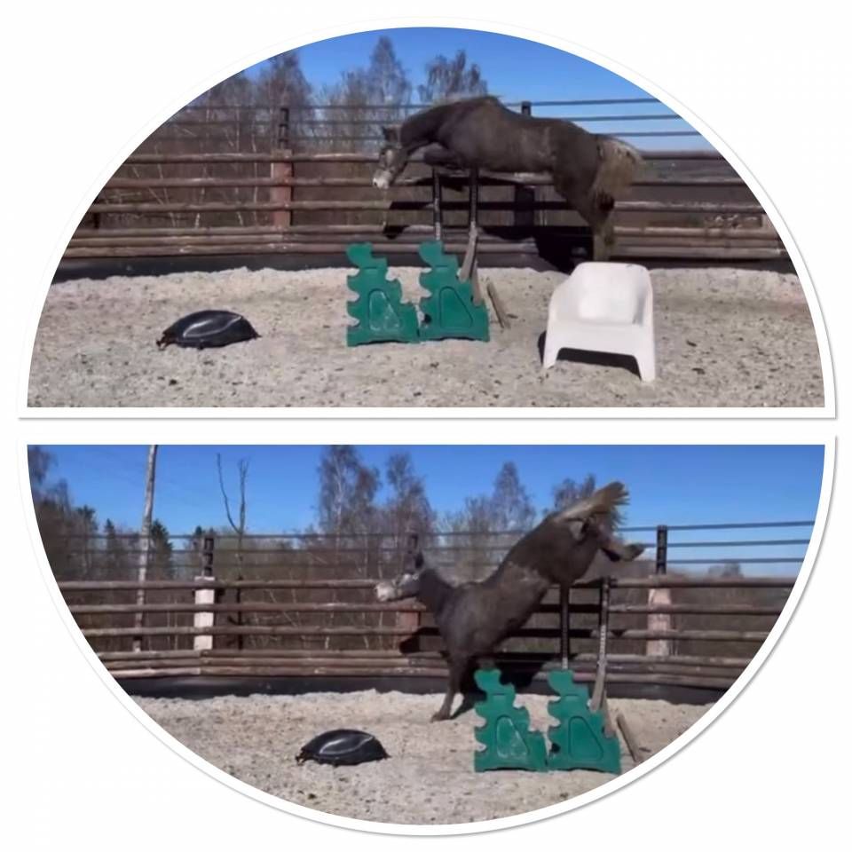 Cavalla Zangersheide In vendita 2012 Grigio ,  CORLAND