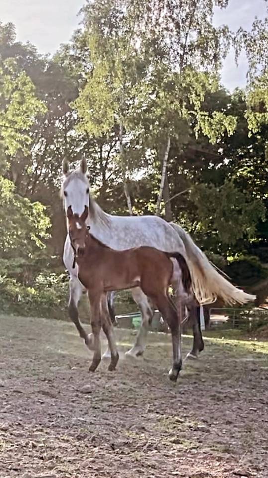 Cavalla Zangersheide In vendita 2012 Grigio ,  CORLAND