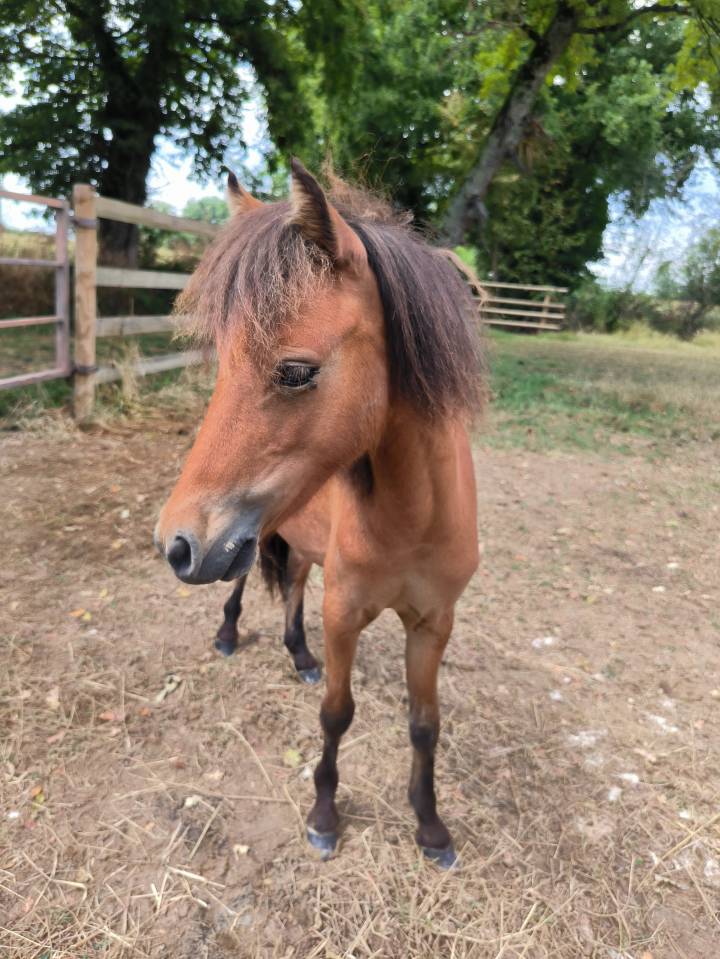 Intero Cavallo Miniature Americano AMHA In vendita 2024 Baio