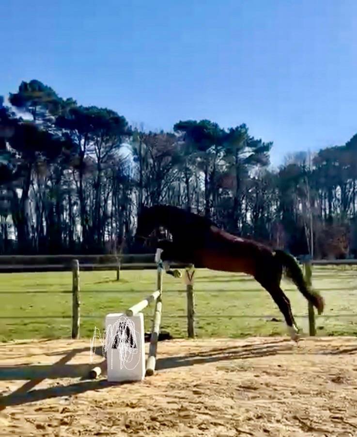 Castrone Sella Francese In vendita 2020 Baio scuro ,  Famous grez neuville 