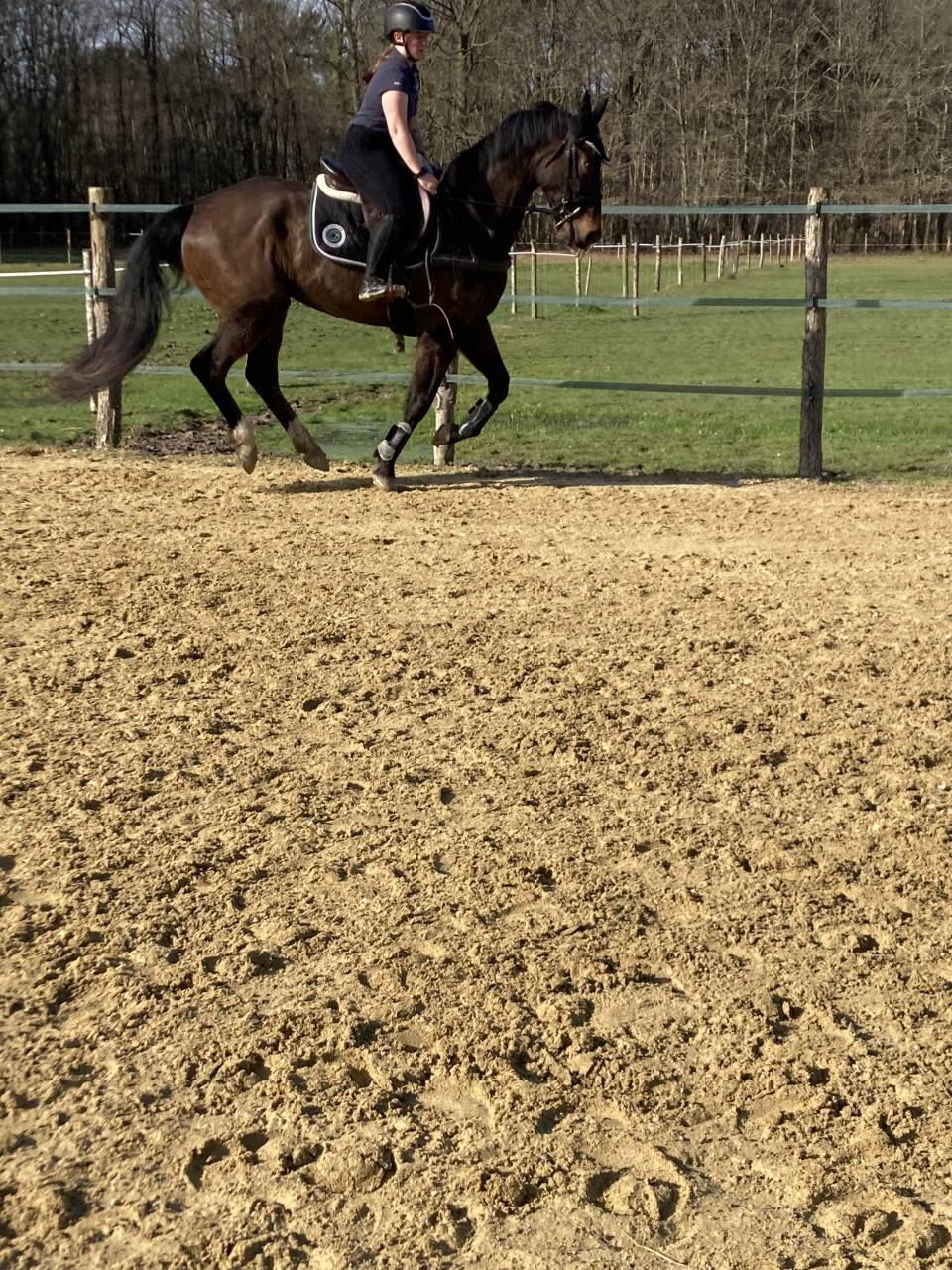 Castrone Sella Francese In vendita 2020 Baio scuro ,  Famous grez neuville 