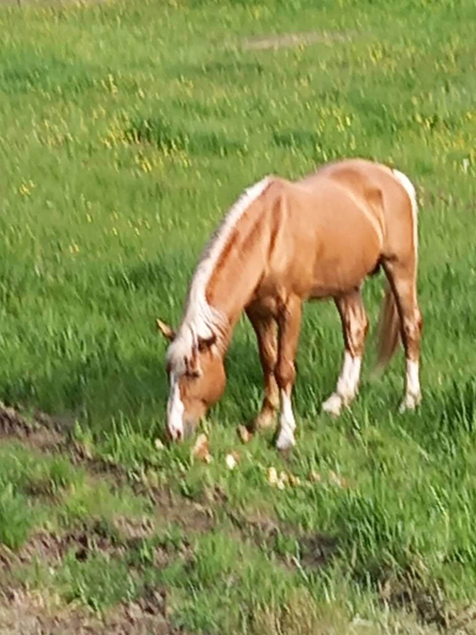 Stallone Palomino (Race) In vendita 2009 Palomino