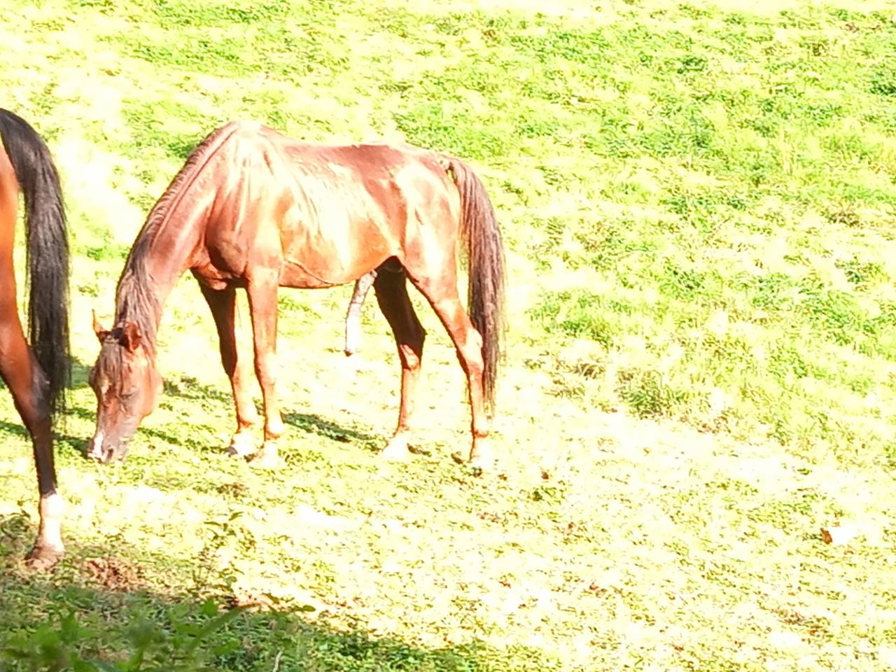 Stallone Palomino (Race) In vendita 2009 Palomino