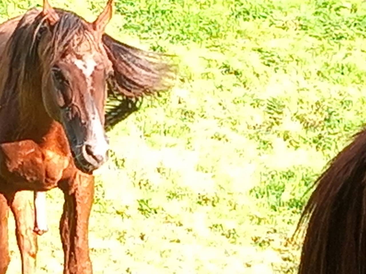 Stallone Palomino (Race) In vendita 2009 Palomino