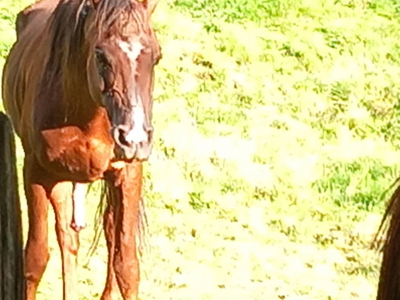 Stallone Palomino (Race) In vendita 2009 Palomino