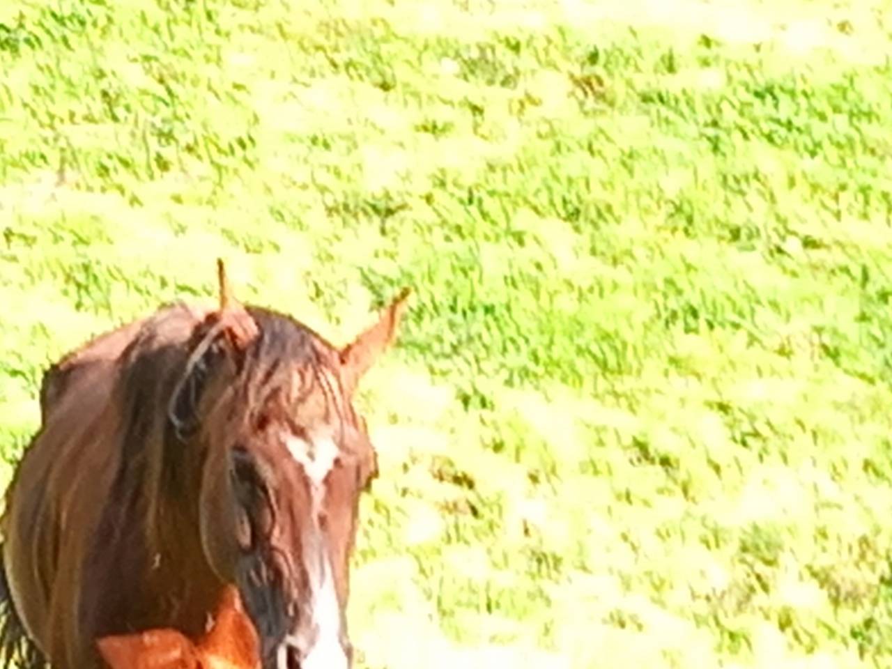 Stallone Palomino (Race) In vendita 2009 Palomino
