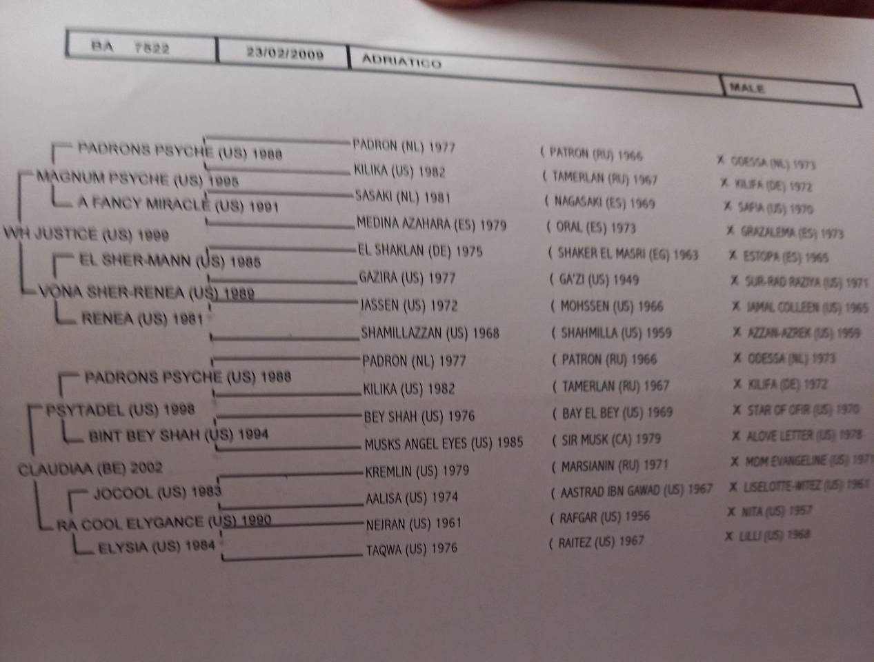 Stallone Palomino (Race) In vendita 2009 Palomino