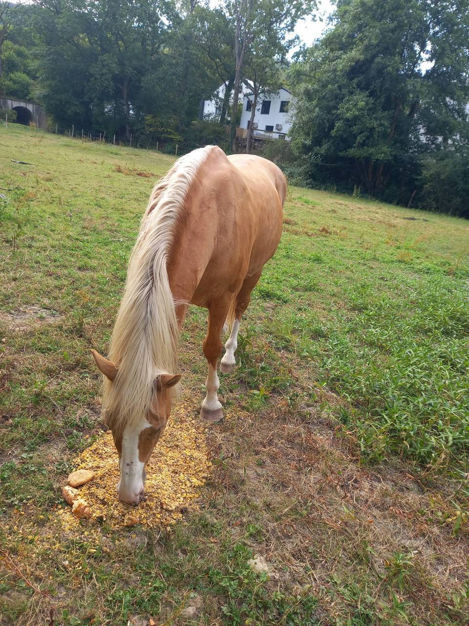 Stallone Palomino (Race) In vendita 2009 Palomino