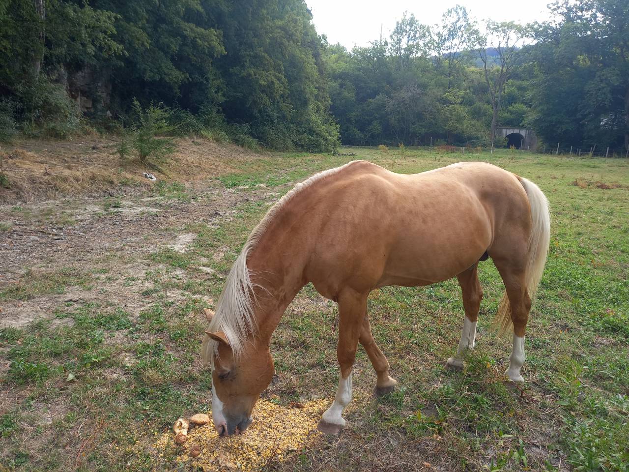 Stallone Palomino (Race) In vendita 2009 Palomino