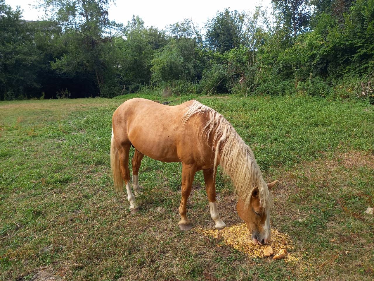 Stallone Palomino (Race) In vendita 2009 Palomino