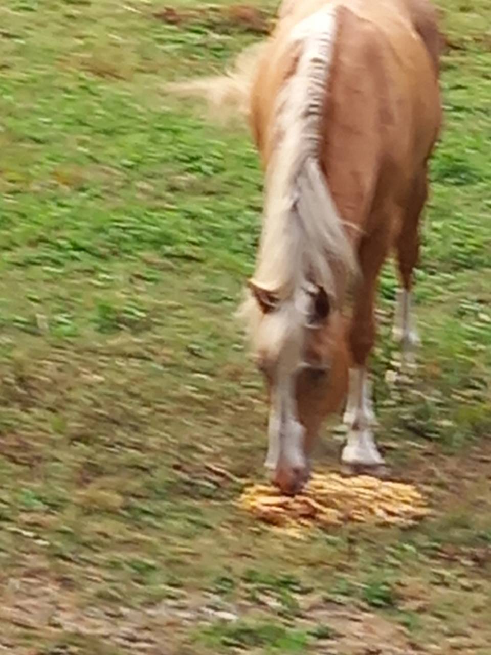 Stallone Palomino (Race) In vendita 2009 Palomino