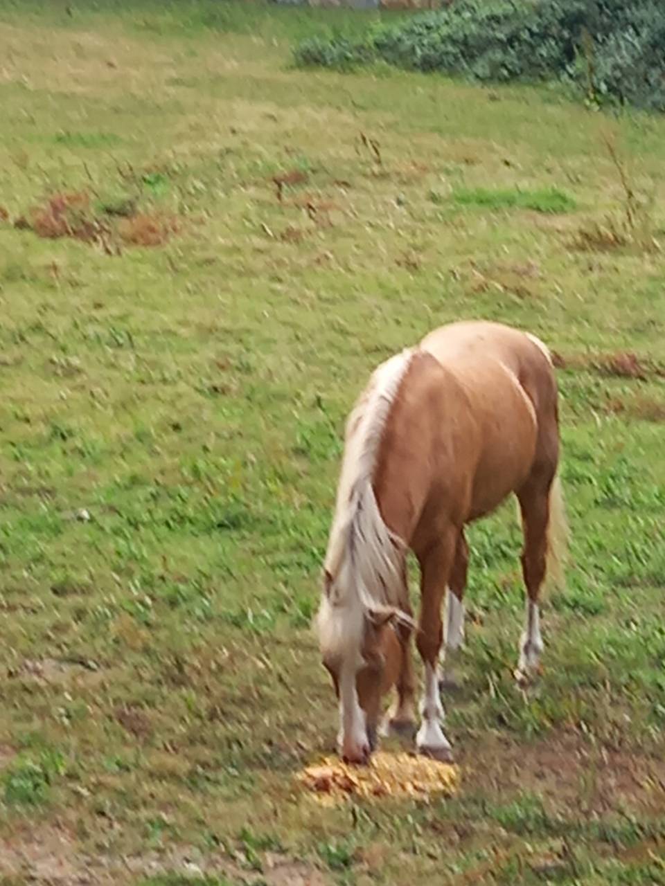 Stallone Palomino (Race) In vendita 2009 Palomino