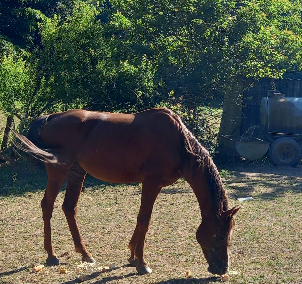 Stallone Palomino (Race) In vendita 2009 Palomino