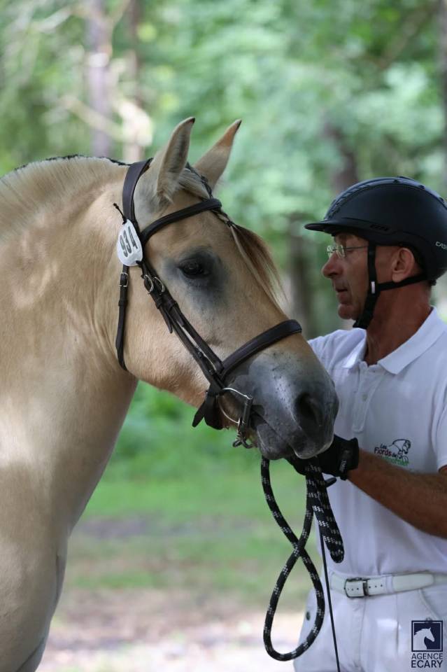 Castrone Fjord In vendita 2022 Isabella