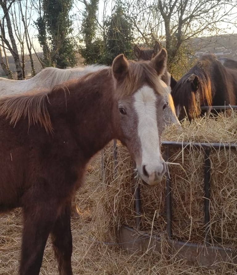 Puledro PFS Pony Francese da Sella In vendita 2025 Grigio ,  PAWNEE