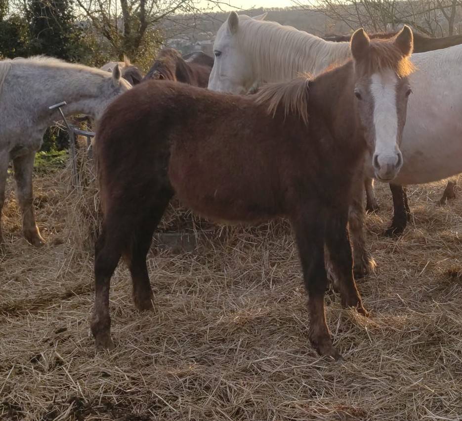 Puledro PFS Pony Francese da Sella In vendita 2025 Grigio ,  PAWNEE