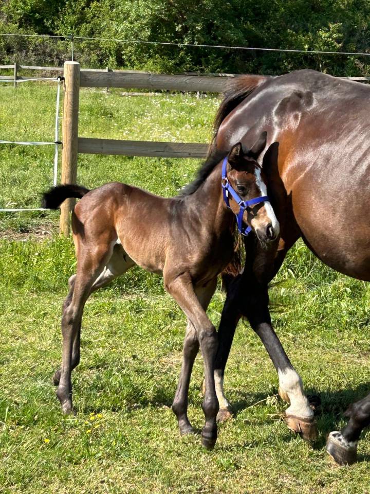 Cavalla Sella Francese In vendita 2024 Baio scuro