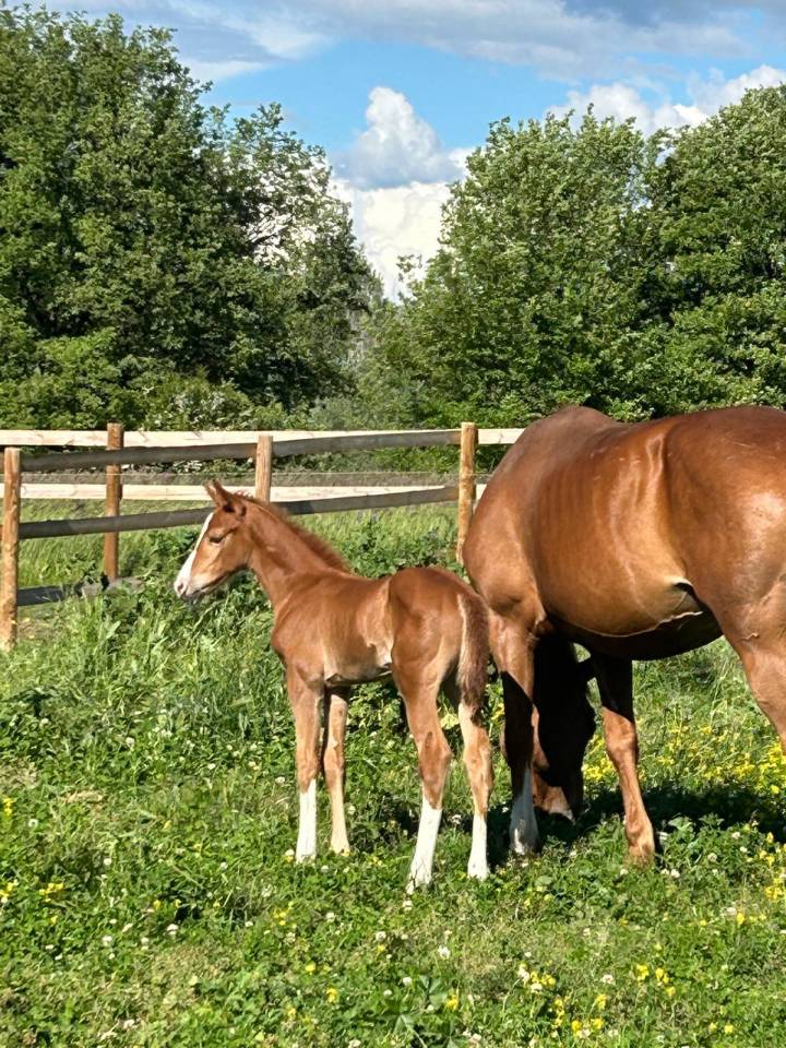 Cavalla Sella Francese In vendita 2024 Baio scuro