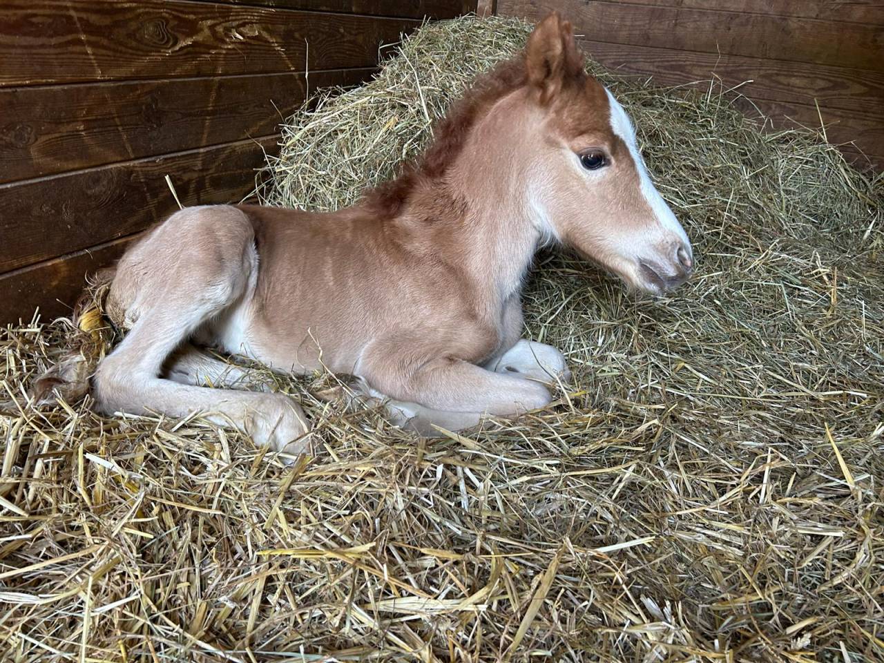 Cavalla Sella Francese In vendita 2024 Baio scuro