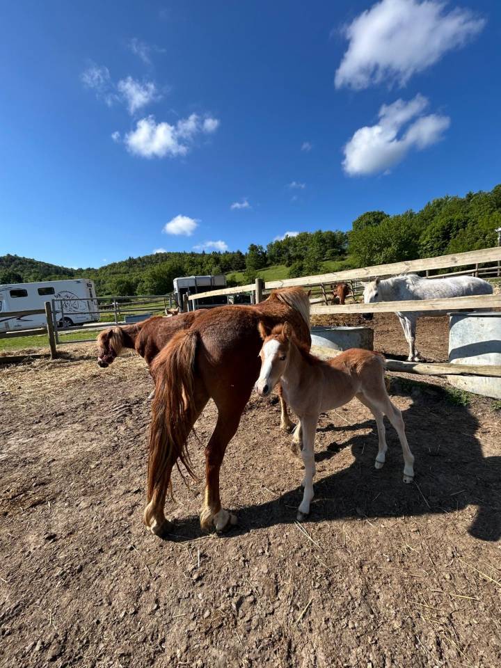 Cavalla Sella Francese In vendita 2024 Baio scuro