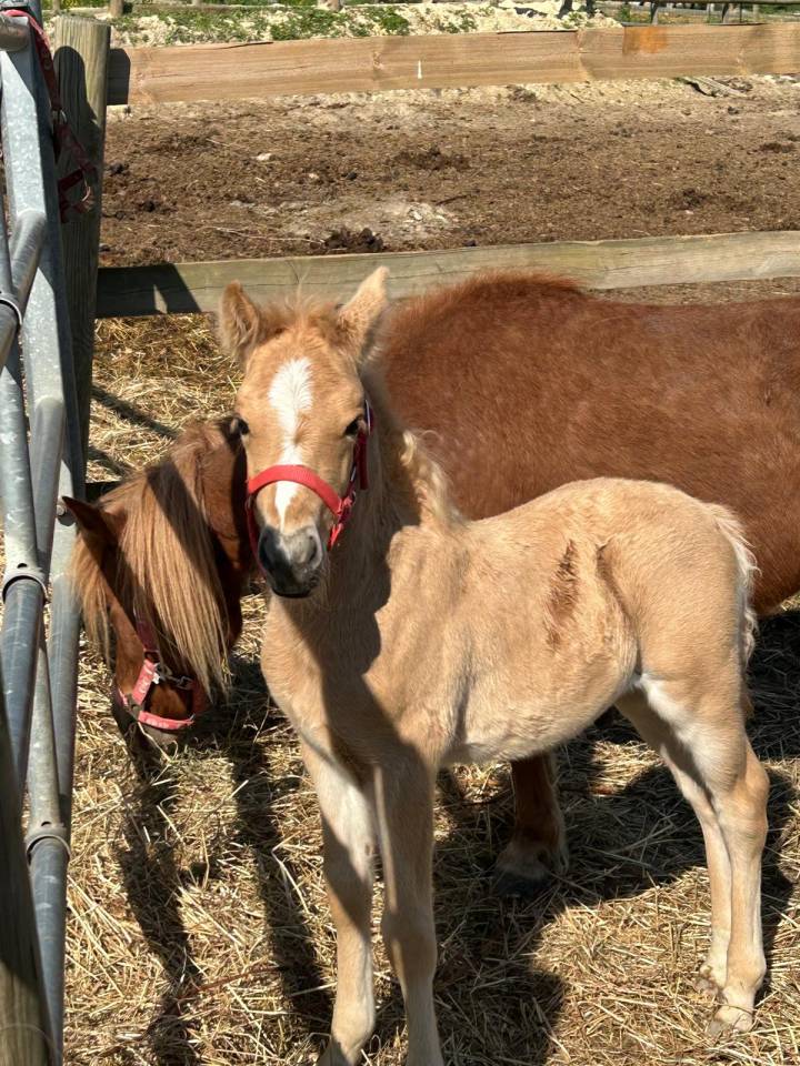 Cavalla Sella Francese In vendita 2024 Baio scuro