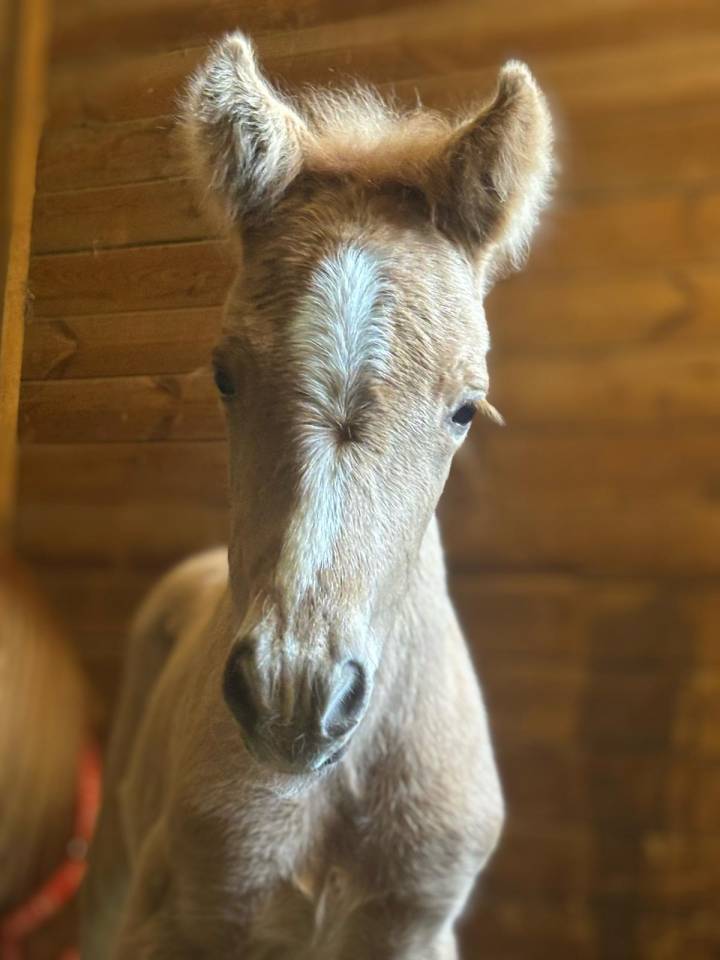 Cavalla Sella Francese In vendita 2024 Baio scuro
