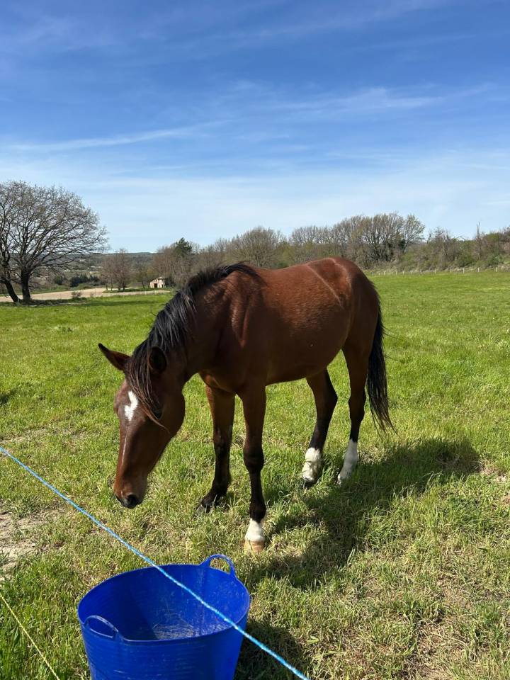 Cavalla Sella Francese In vendita 2024 Baio scuro
