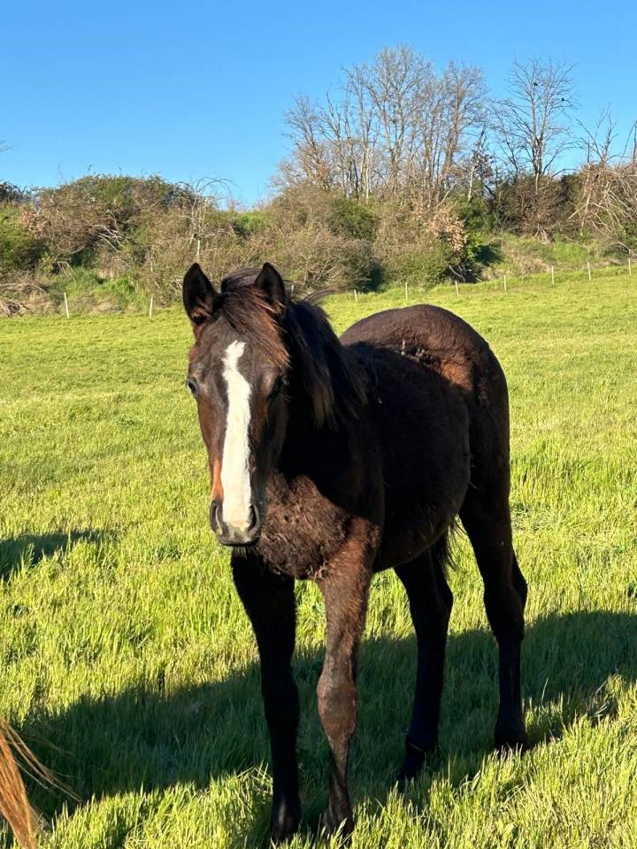Cavalla Sella Francese In vendita 2024 Baio scuro