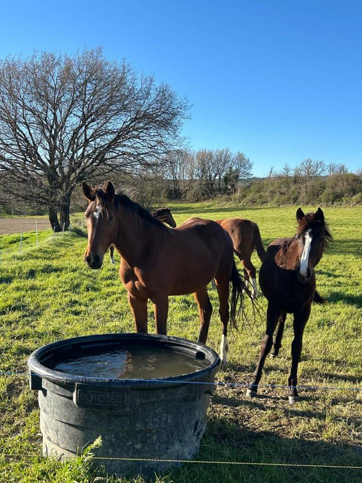 Cavalla Sella Francese In vendita 2024 Baio scuro