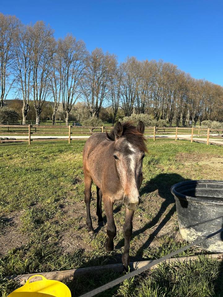 Cavalla Sella Francese In vendita 2024 Baio scuro