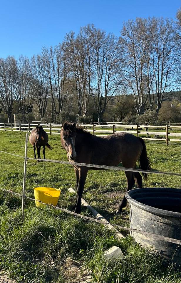 Cavalla Sella Francese In vendita 2024 Baio scuro