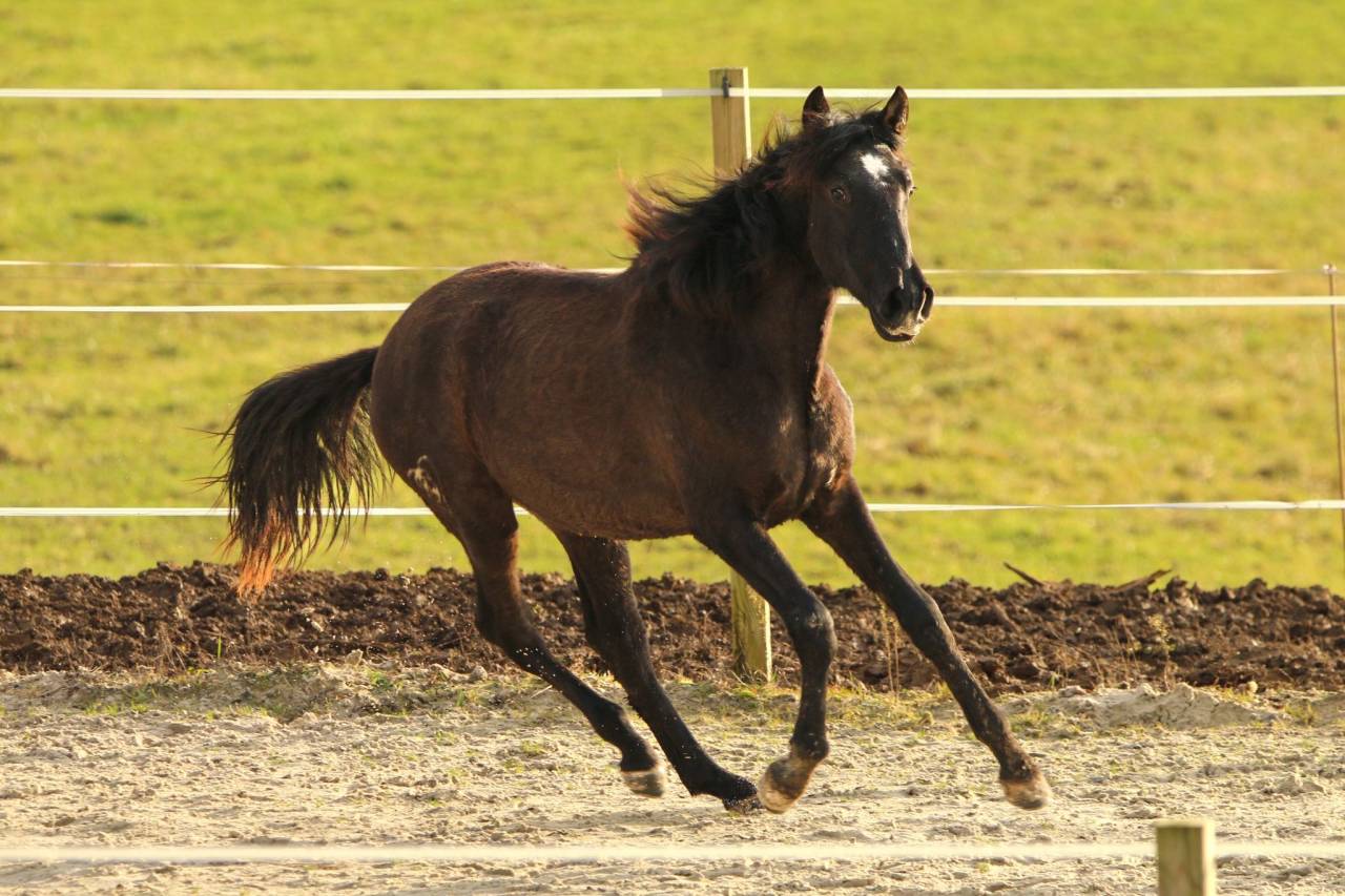 Puledra PRE Andaluso In vendita 2024 Grigio