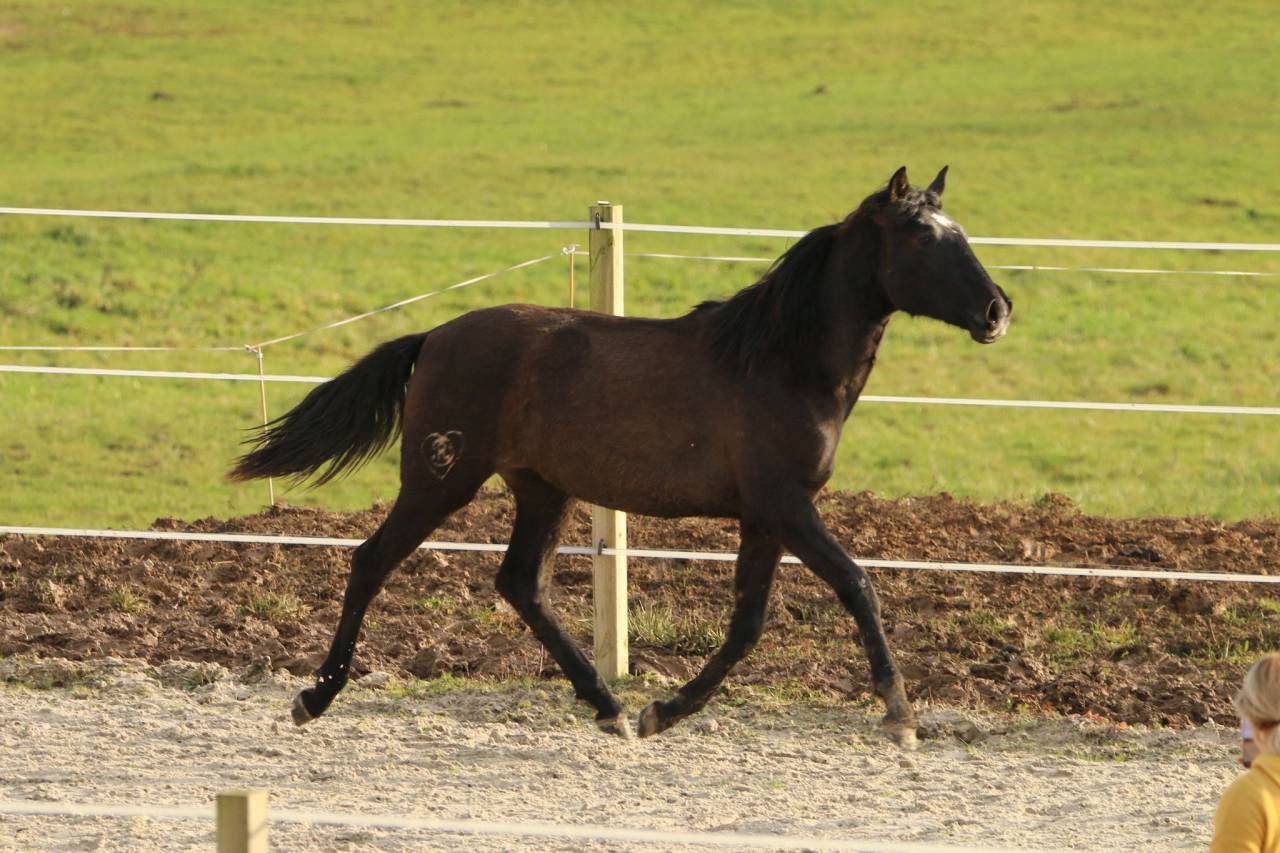 Puledra PRE Andaluso In vendita 2024 Grigio