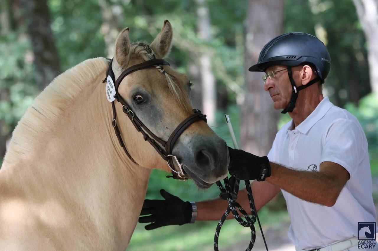 Castrone Fjord In vendita 2022 Isabella