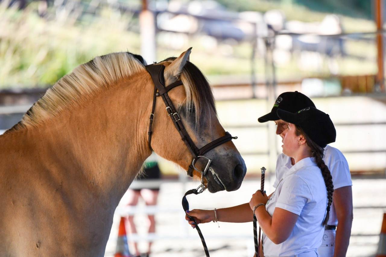 Castrone Fjord In vendita 2022 Isabella