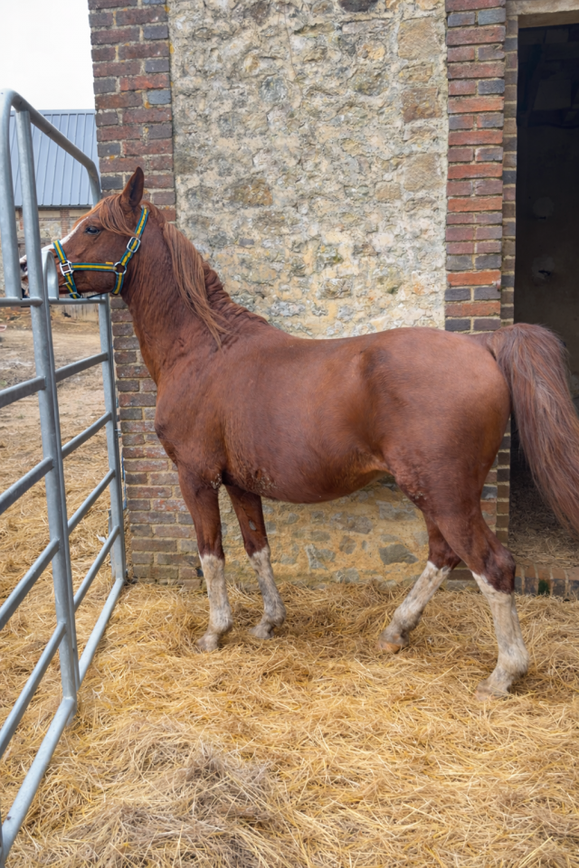 Intero Arabo In vendita 2012 Sauro ,  PERFECT DE LAFON