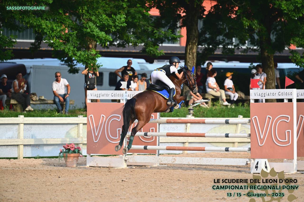 Pony Castrone  Francese Baio 10 anni Esperto