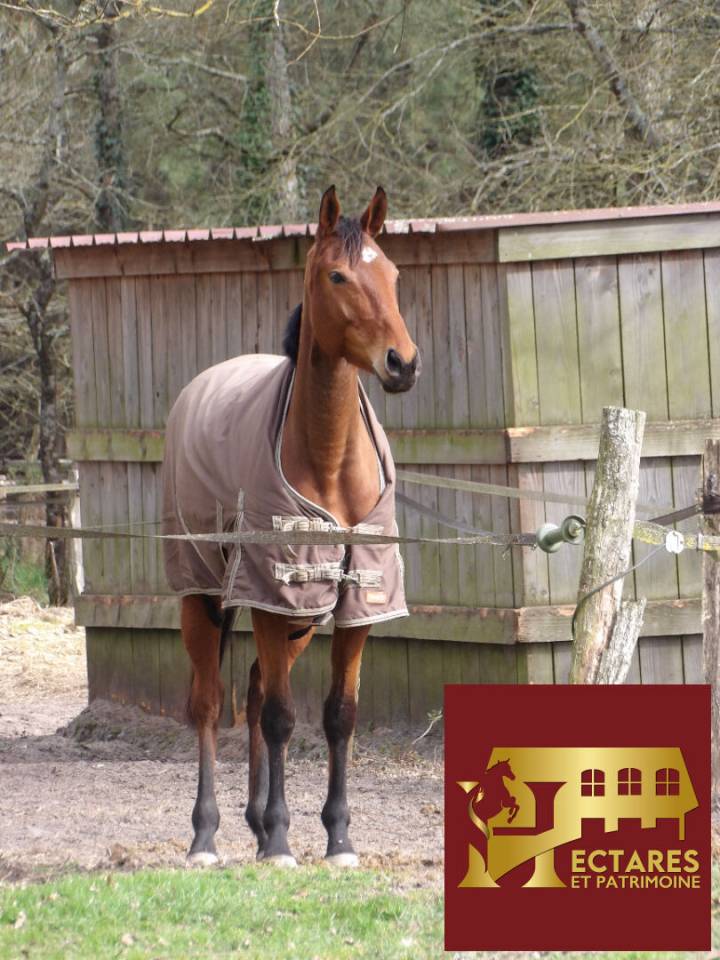 Propriet&agrave; equestre In vendita Landes