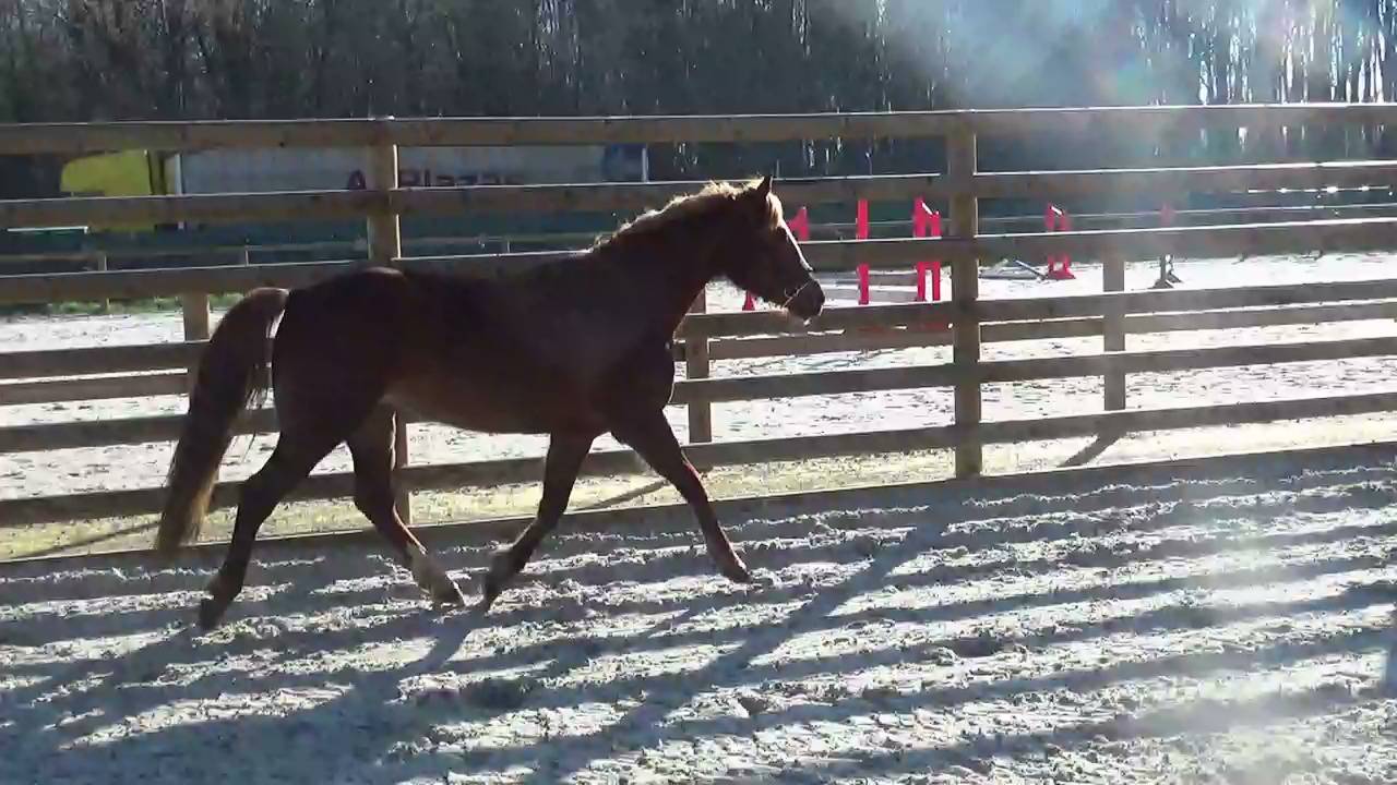 Cavalla PFS Pony Francese da Sella In vendita 2018 Sauro ,  COUTSOU DE LALANDE, PSF